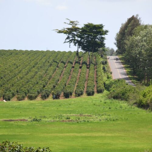 Zuri Springs Juja Plots for Sale
